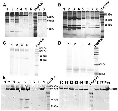 Efficient expression and purification of rat CRP in Pichia pastoris